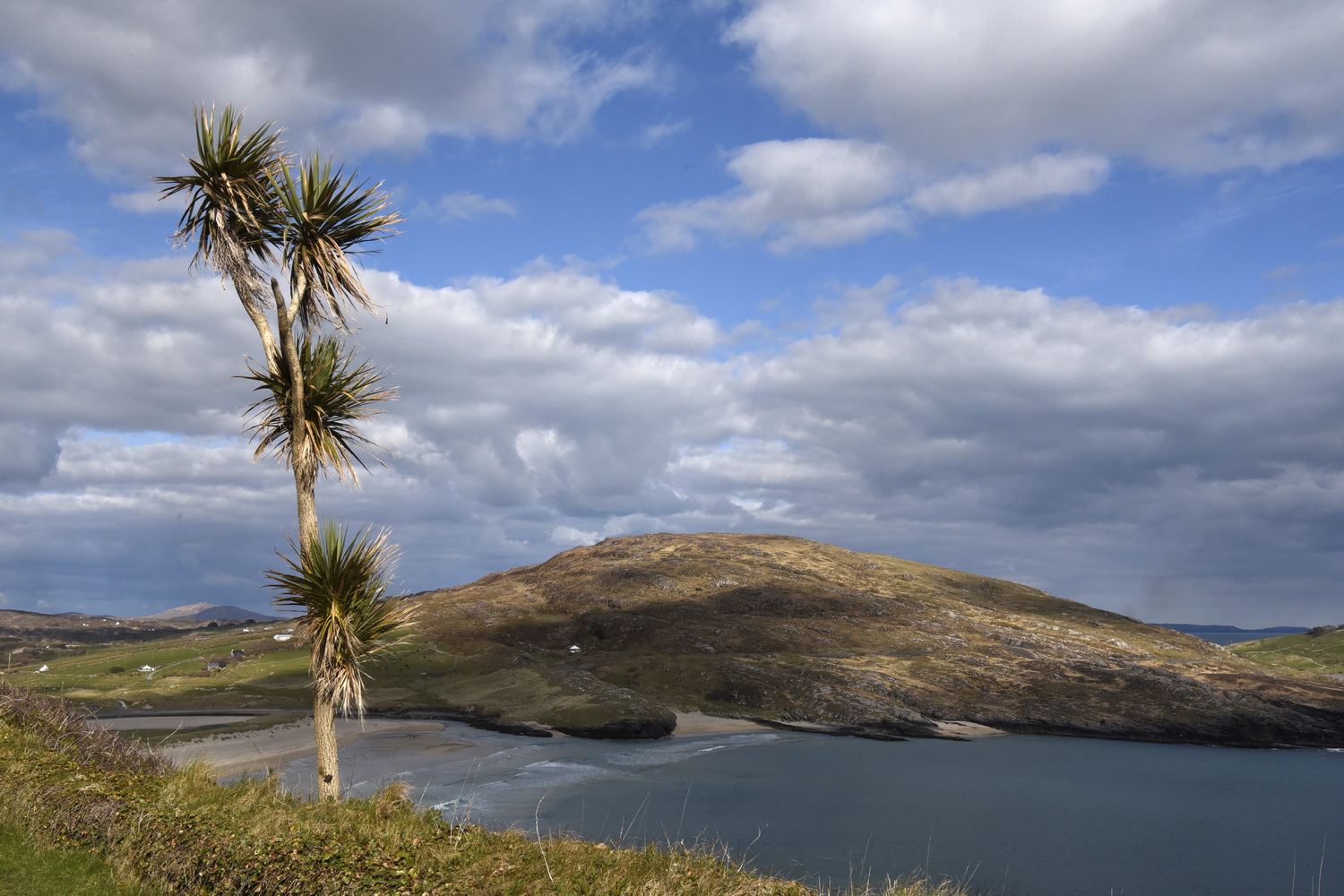 Dolph kessler - De palmbomen van Ierland 