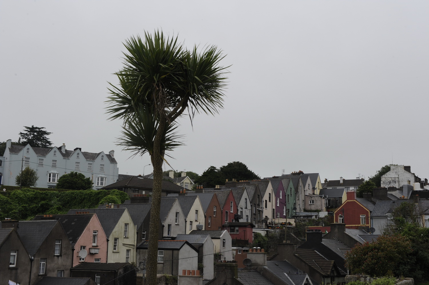 Dolph Kessler - Palmtrees of Ireland 