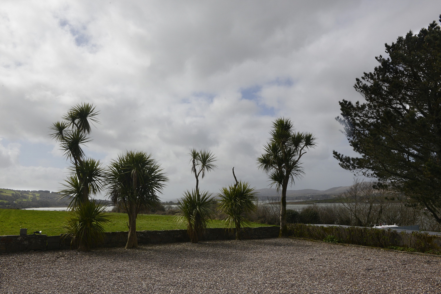 Dolph Kessler - Palmtrees of Ireland 