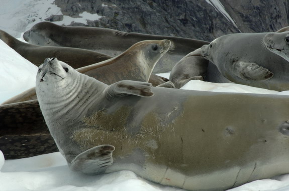 Dolph Kessler - Antarctica - 2006 
