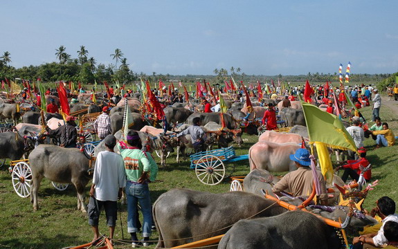 Dolph Kessler - Bali - ceremonie - vissers - buffelraces - 2005 