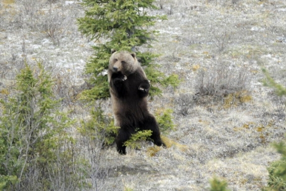 Dolph Kessler - Alaska - Denali - Grizzlies - Orcas - 2008 